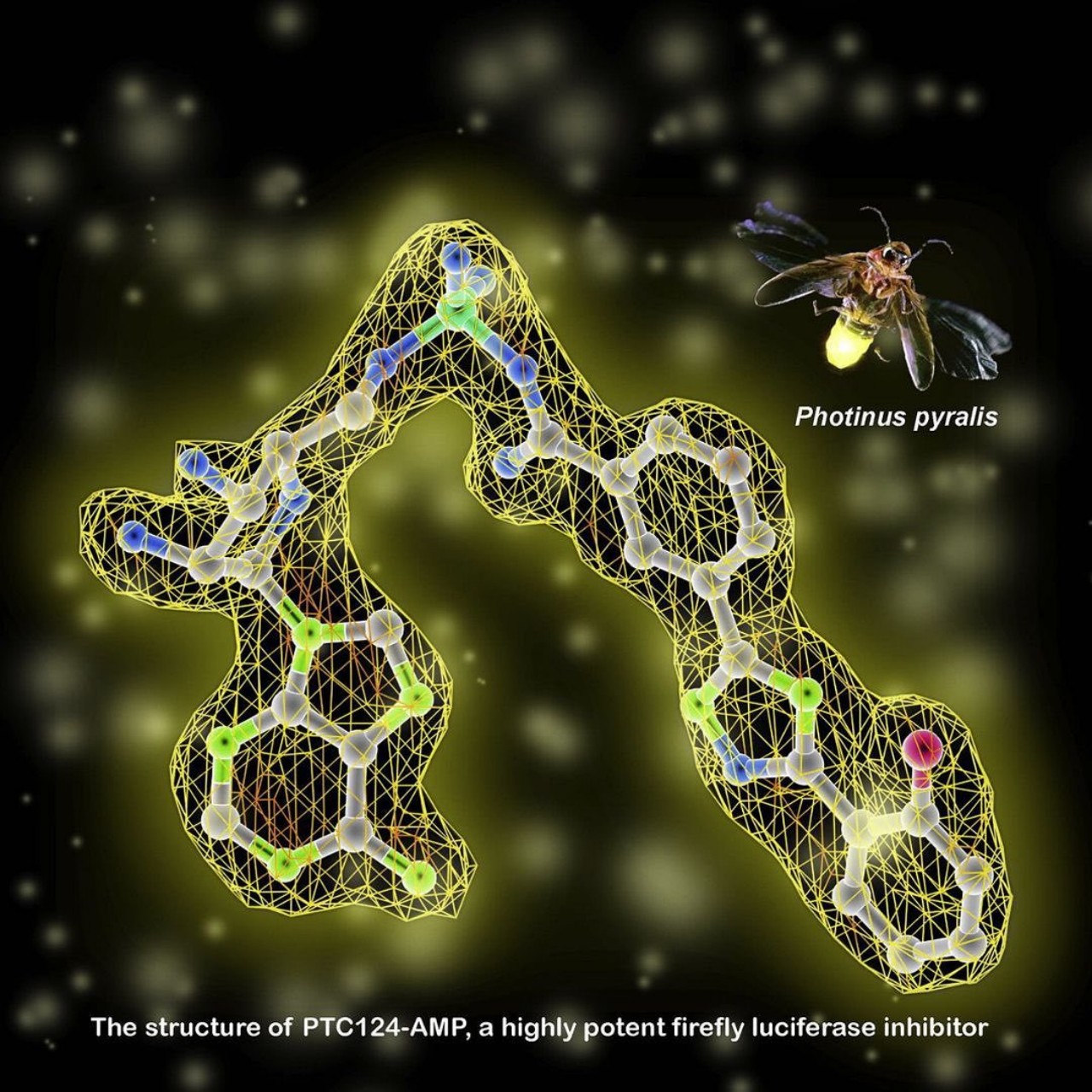 Morning Glory，Indoor gardening，Botany，