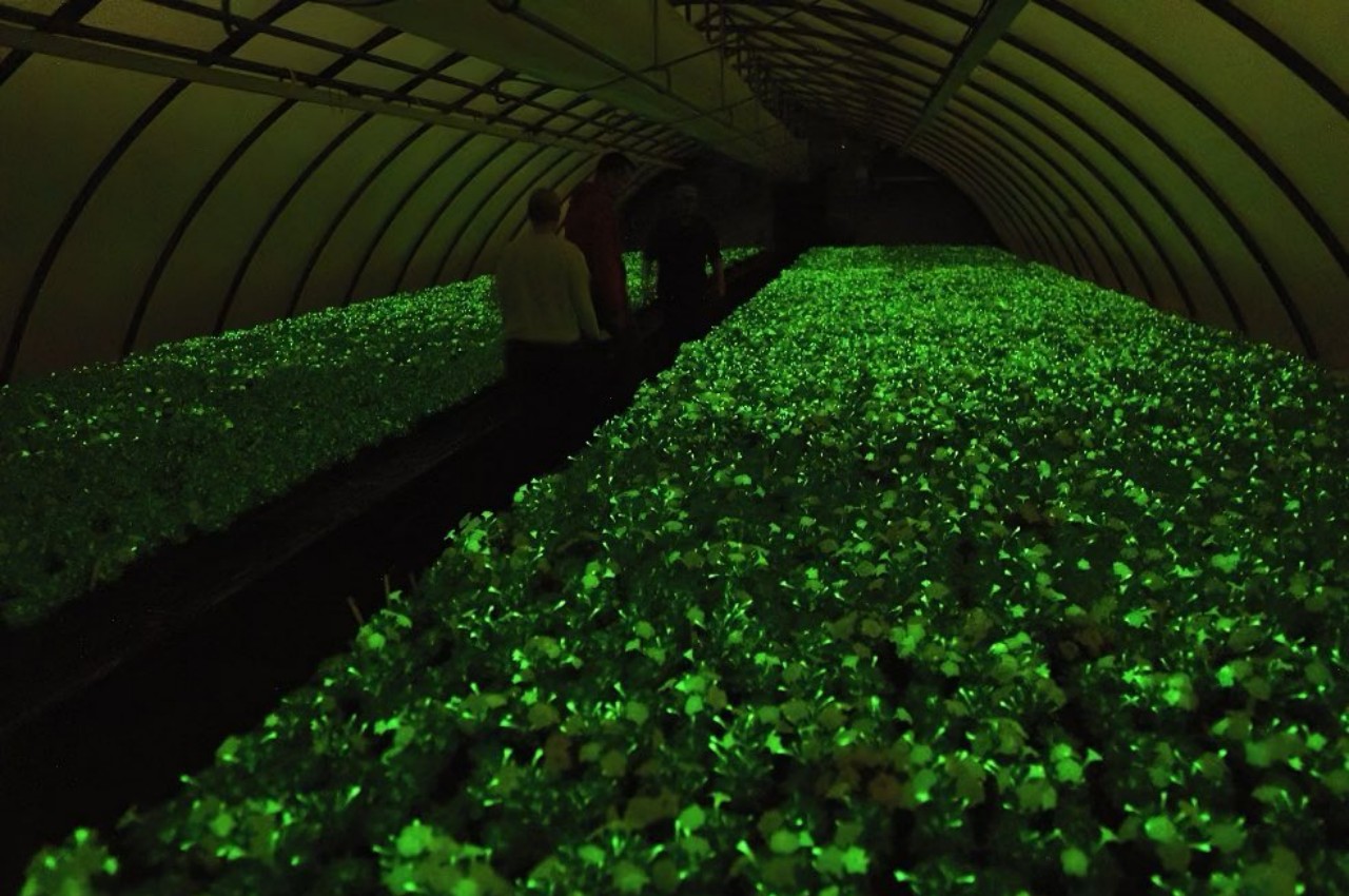Morning Glory，Indoor gardening，Botany，