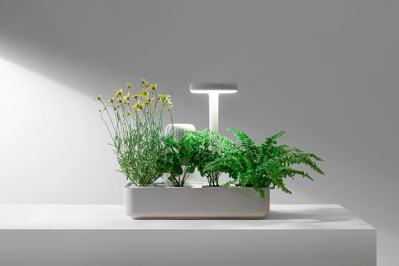 Potted plants，Interior decoration，plant，Simplicity，Art，