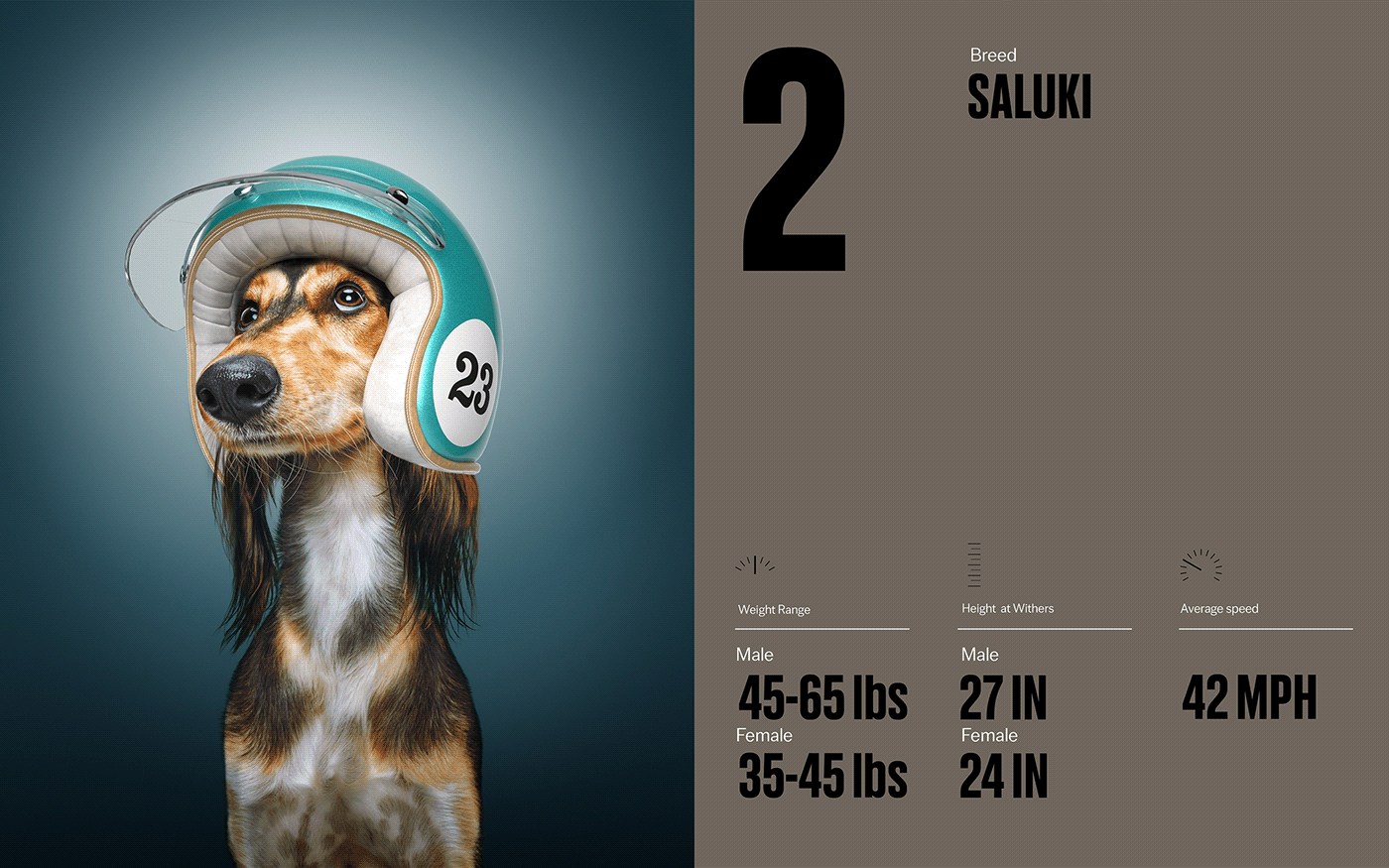 Fast & Curious，portrait，Pet Photography，