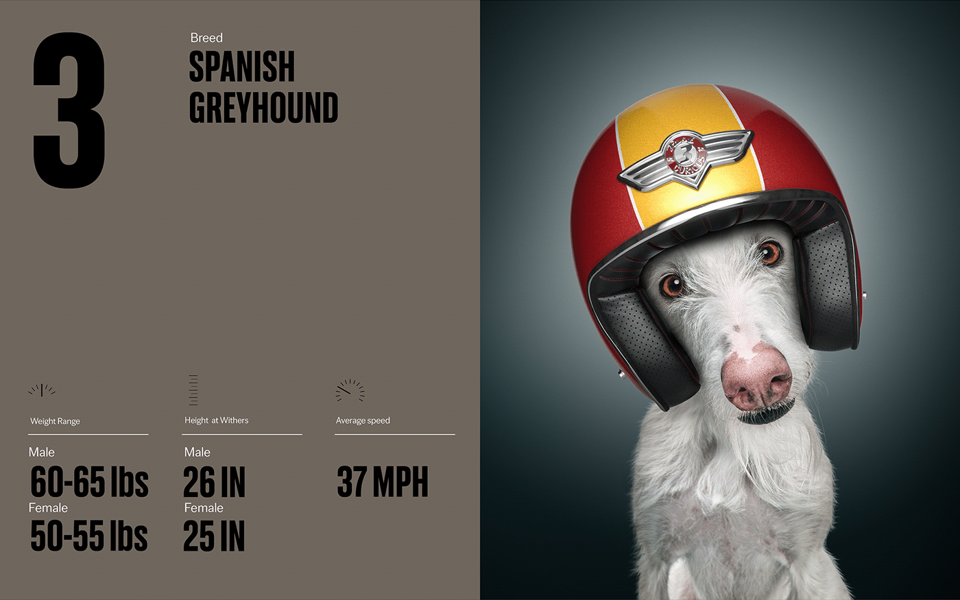 Fast & Curious，portrait，Pet Photography，