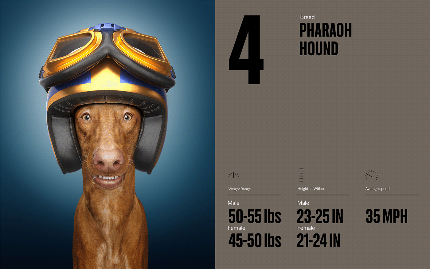 Fast & Curious，portrait，Pet Photography，