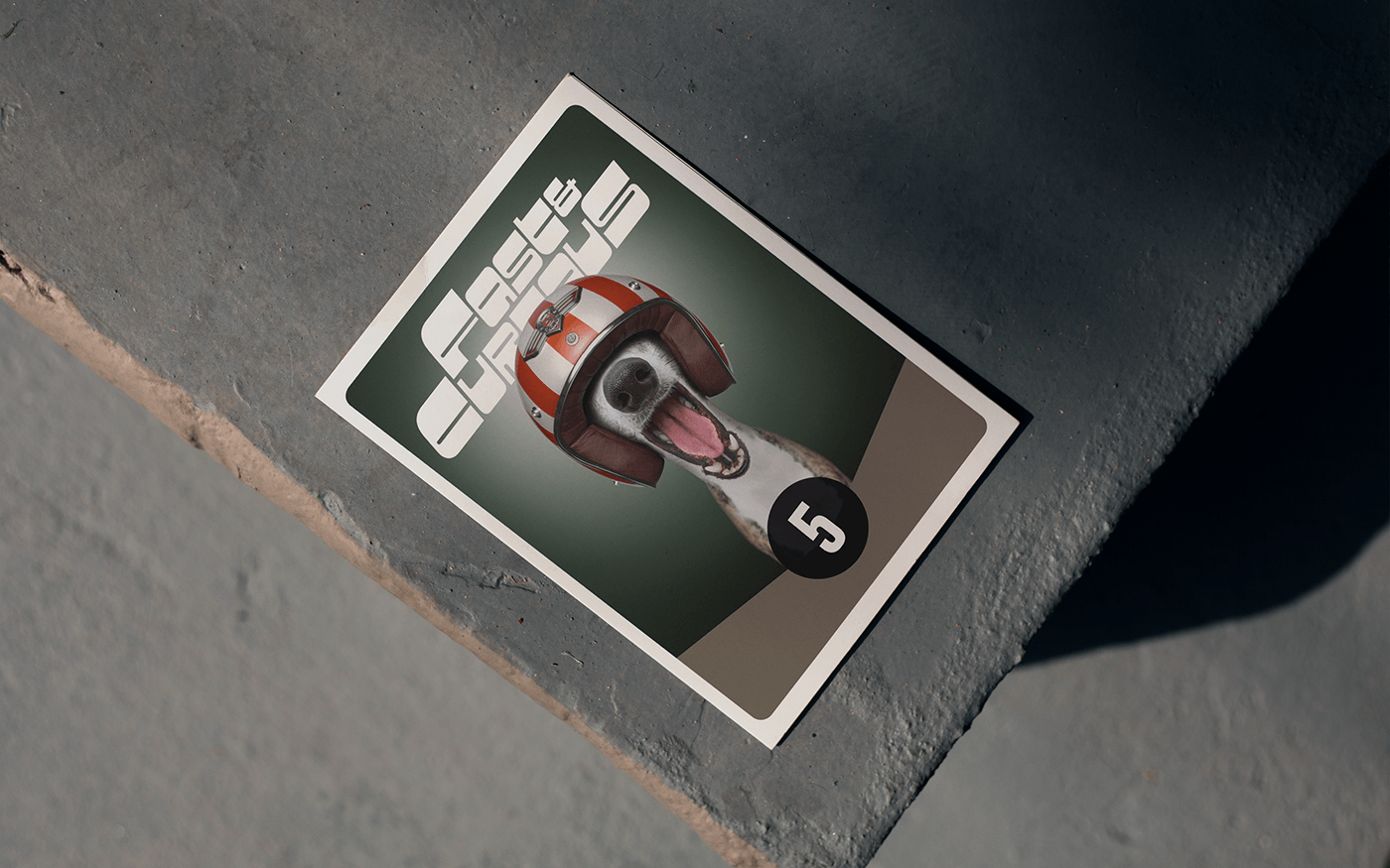 Fast & Curious，portrait，Pet Photography，