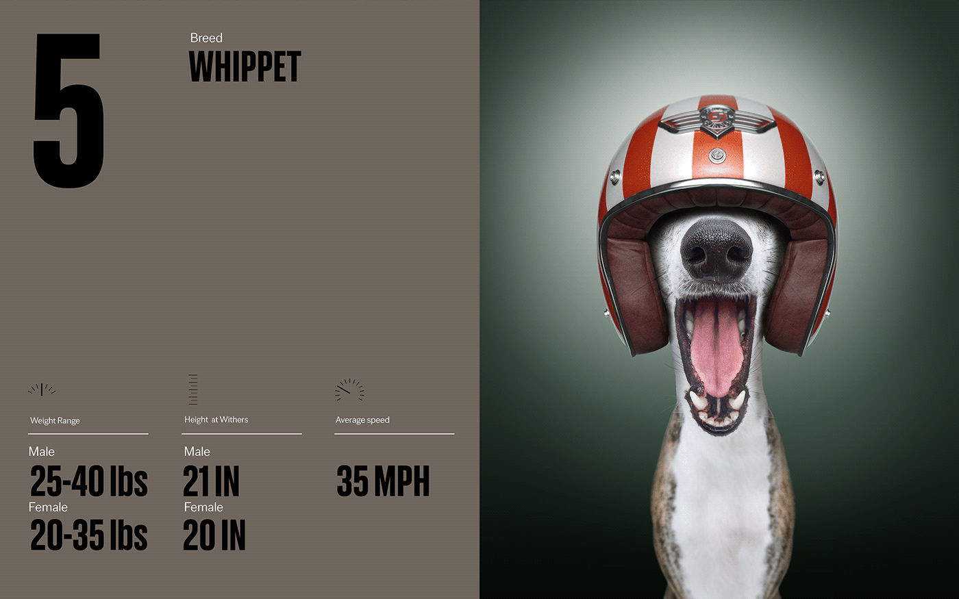 Fast & Curious，portrait，Pet Photography，