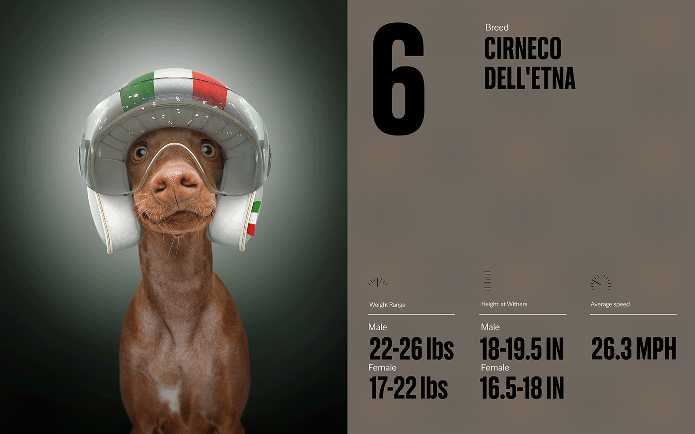 Fast & Curious，portrait，Pet Photography，