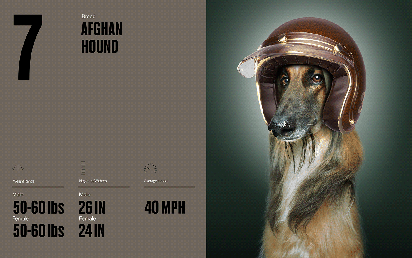 Fast & Curious，portrait，Pet Photography，