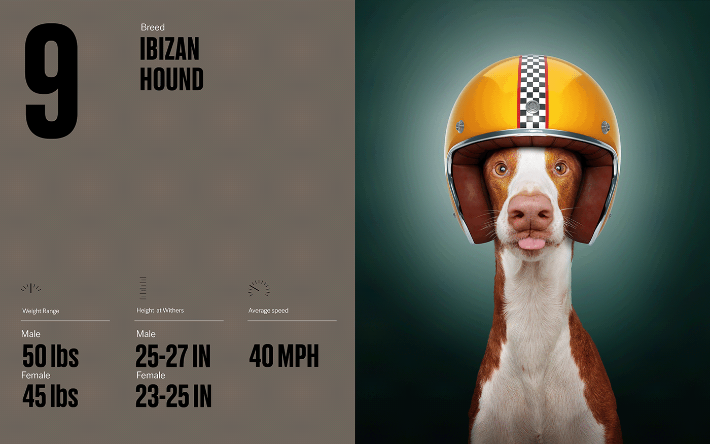 Fast & Curious，portrait，Pet Photography，