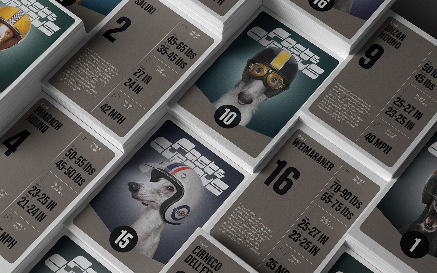 Fast & Curious，portrait，Pet Photography，