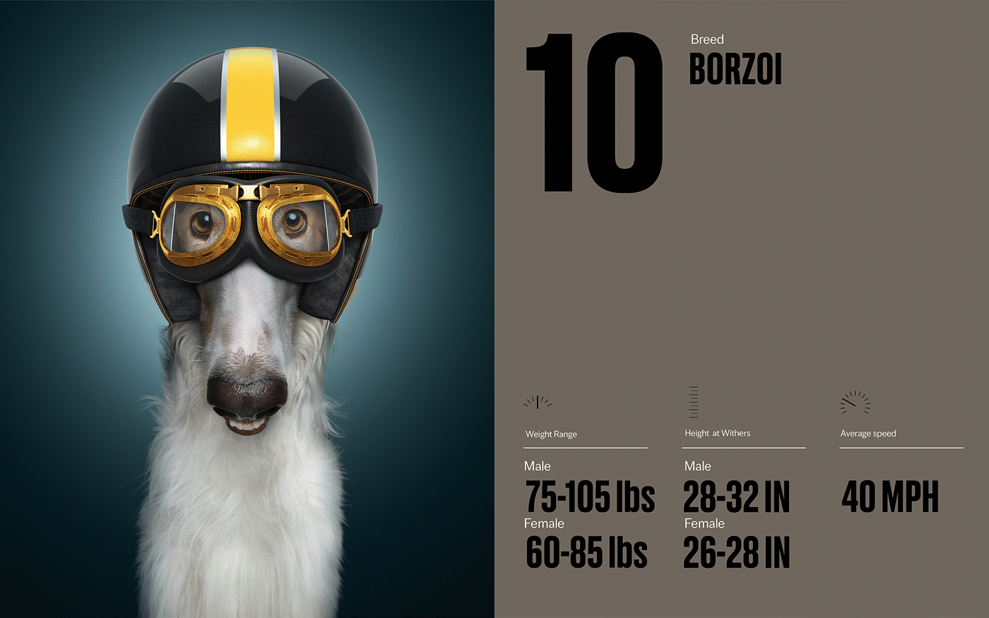 Fast & Curious，portrait，Pet Photography，