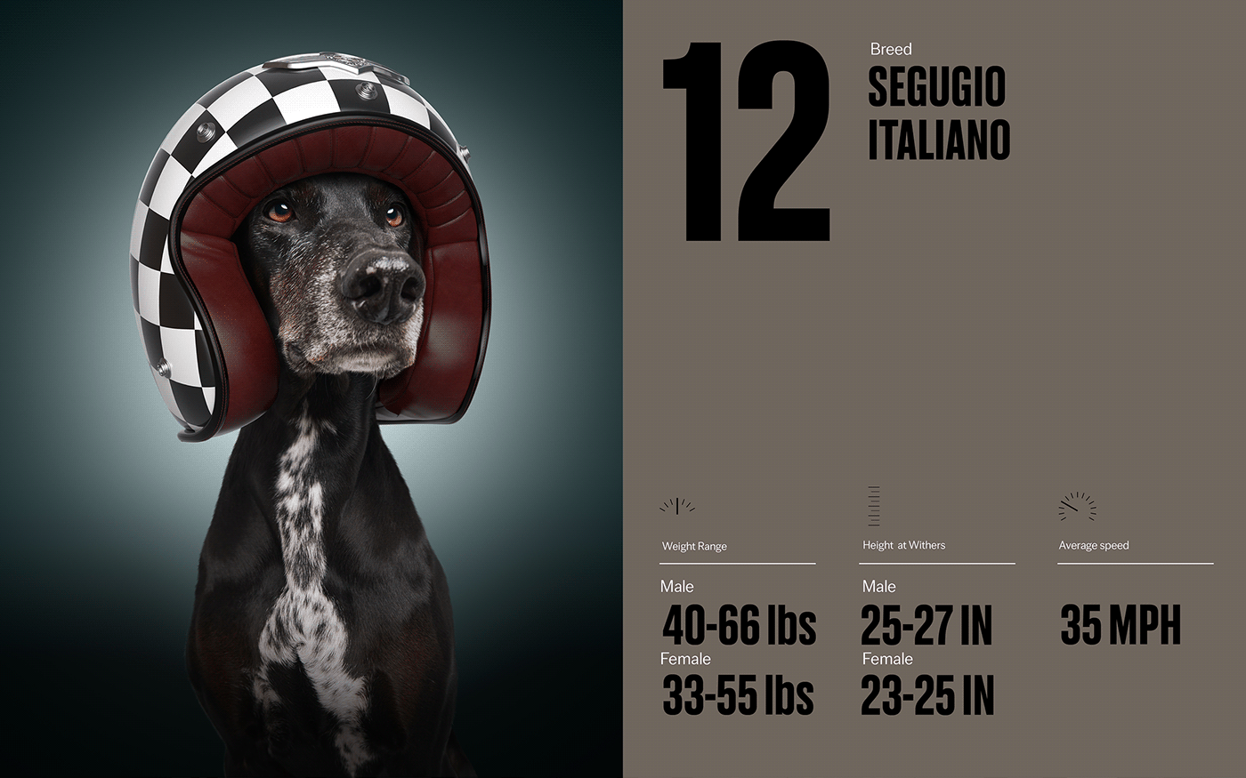 Fast & Curious，portrait，Pet Photography，