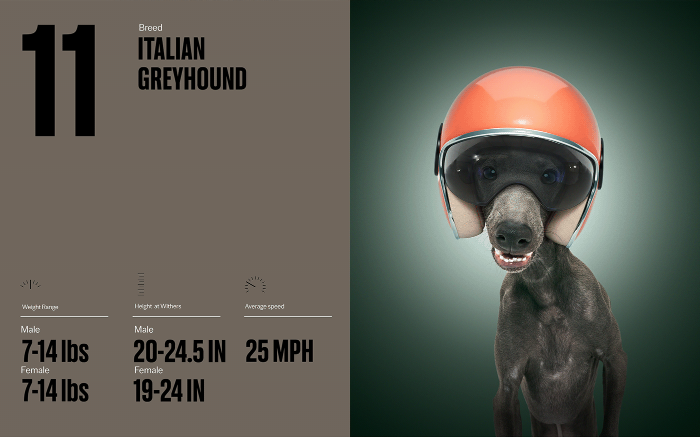 Fast & Curious，portrait，Pet Photography，