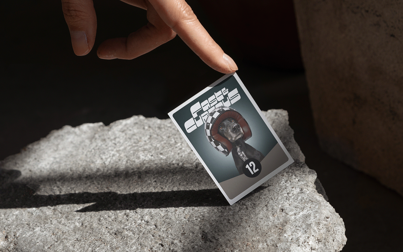 Fast & Curious，portrait，Pet Photography，