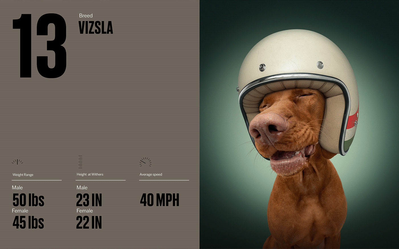 Fast & Curious，portrait，Pet Photography，