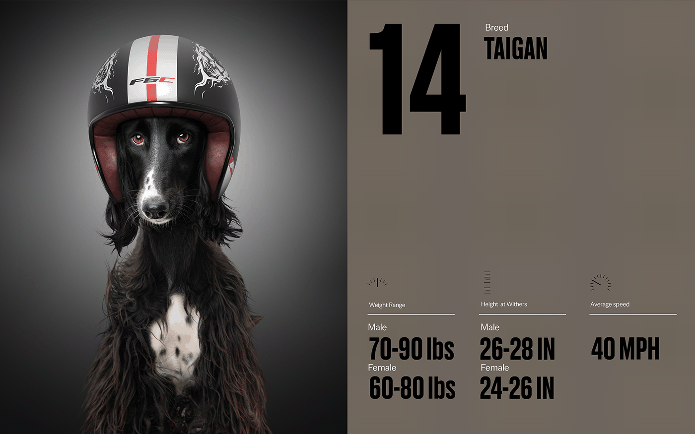 Fast & Curious，portrait，Pet Photography，