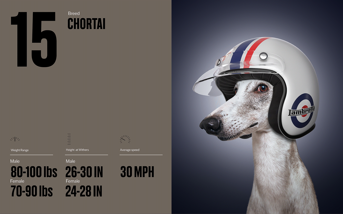 Fast & Curious，portrait，Pet Photography，