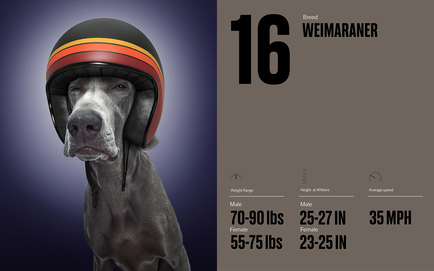 Fast & Curious，portrait，Pet Photography，