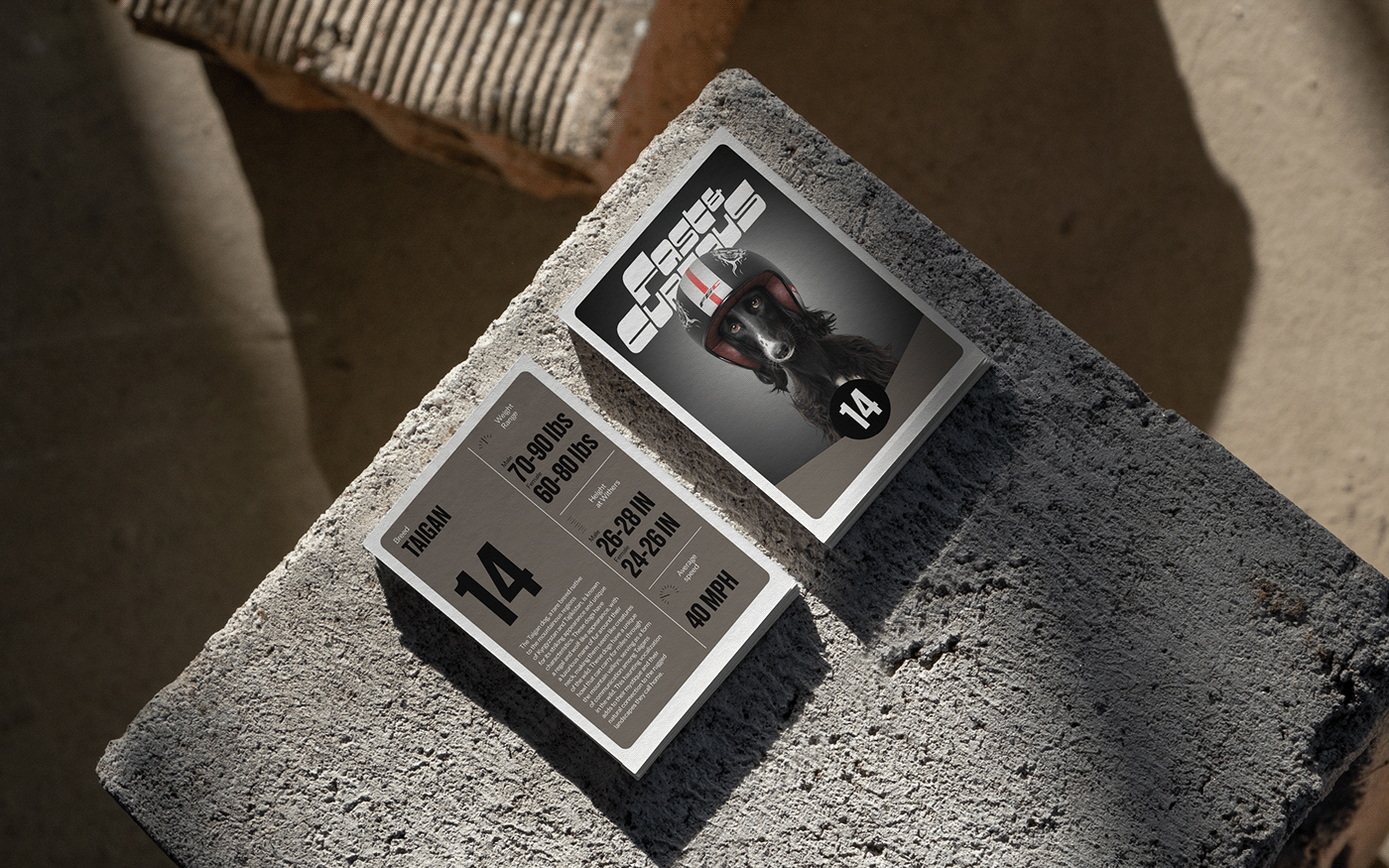 Fast & Curious，portrait，Pet Photography，