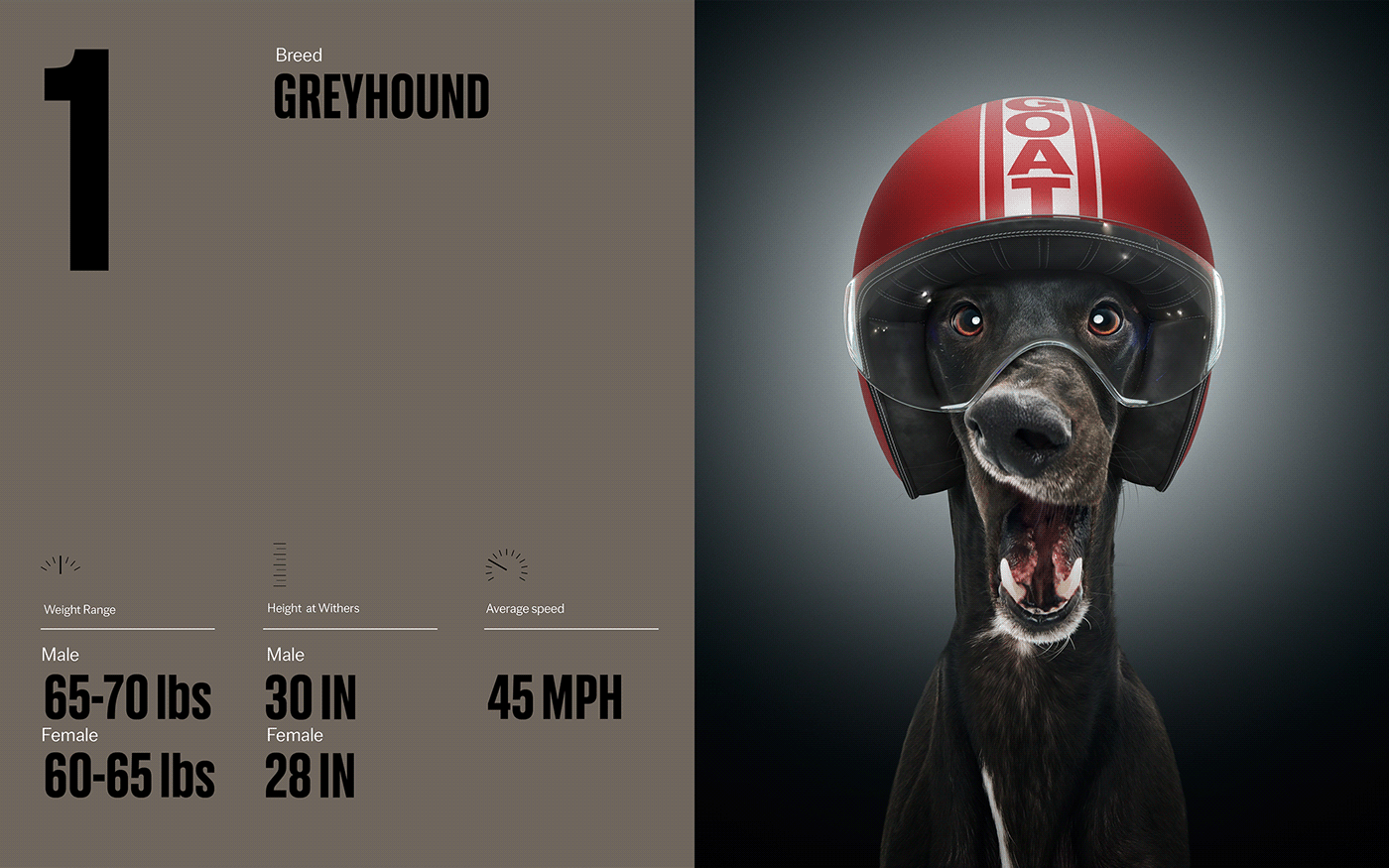 Fast & Curious，portrait，Pet Photography，