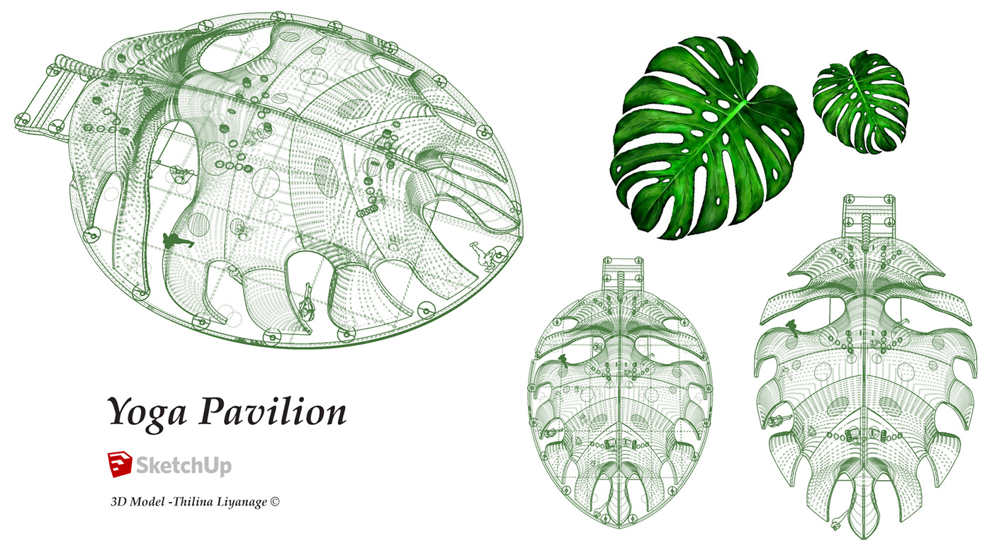 cactus，Yoga Studio，plant leaves，