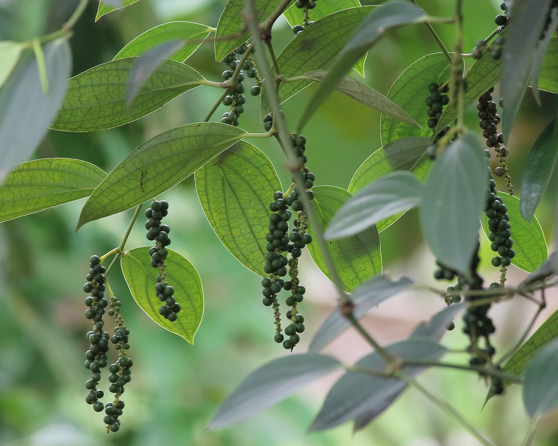Grinder，black and white，Rock salt，black pepper，Sapelewood，