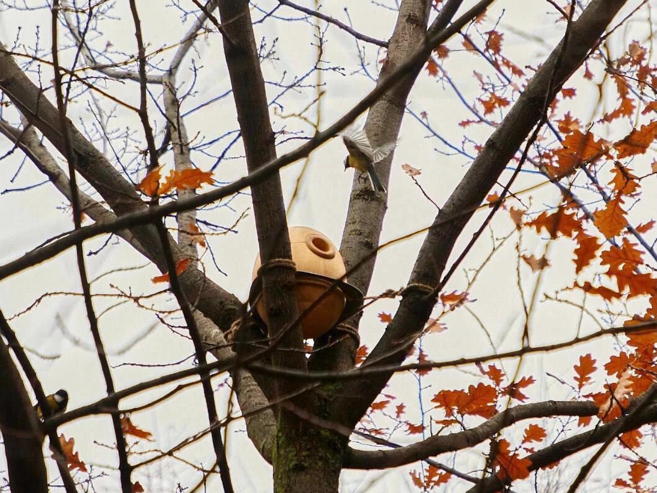 Bird House Design，natural observation，Domik Ptashki，woodwork，