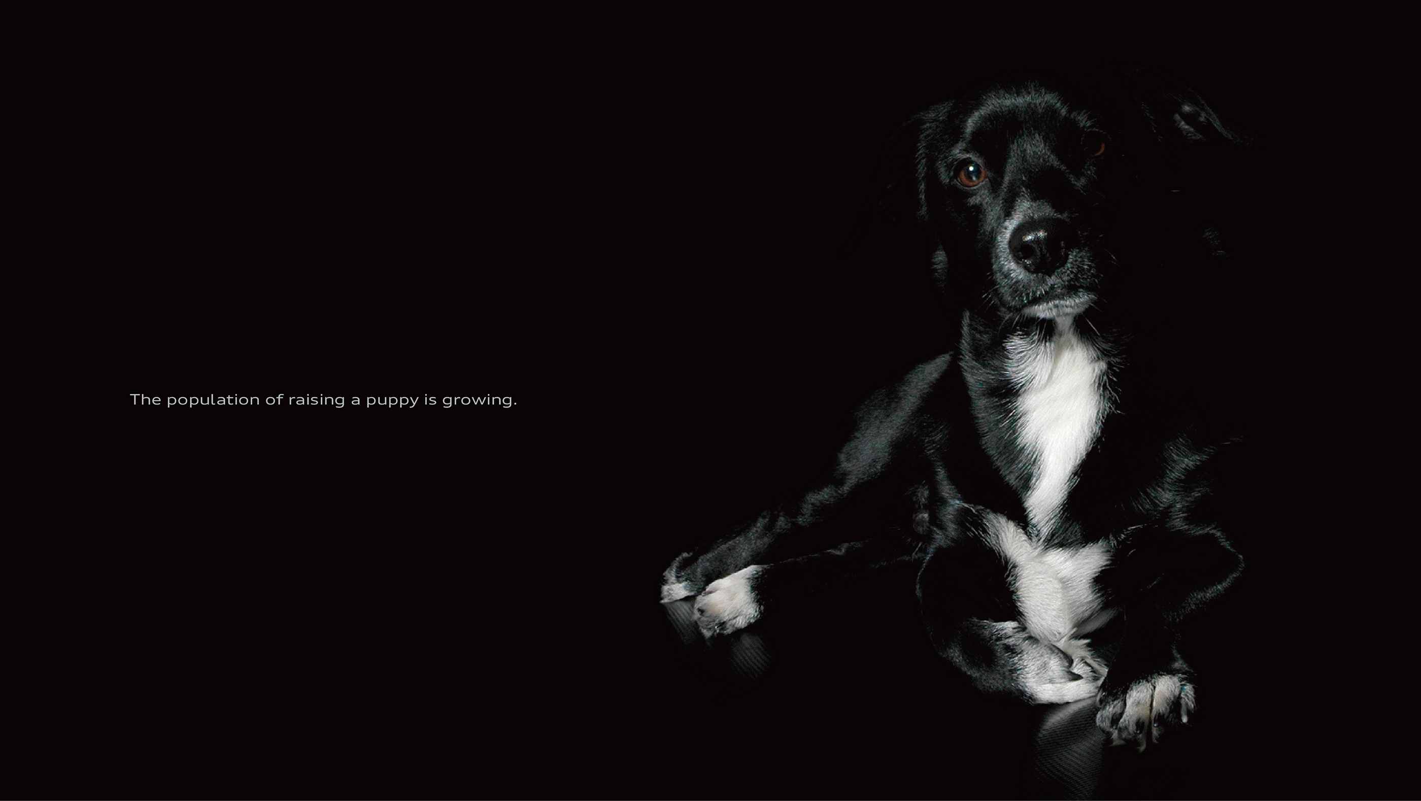 Emotionalization，dog，audi，