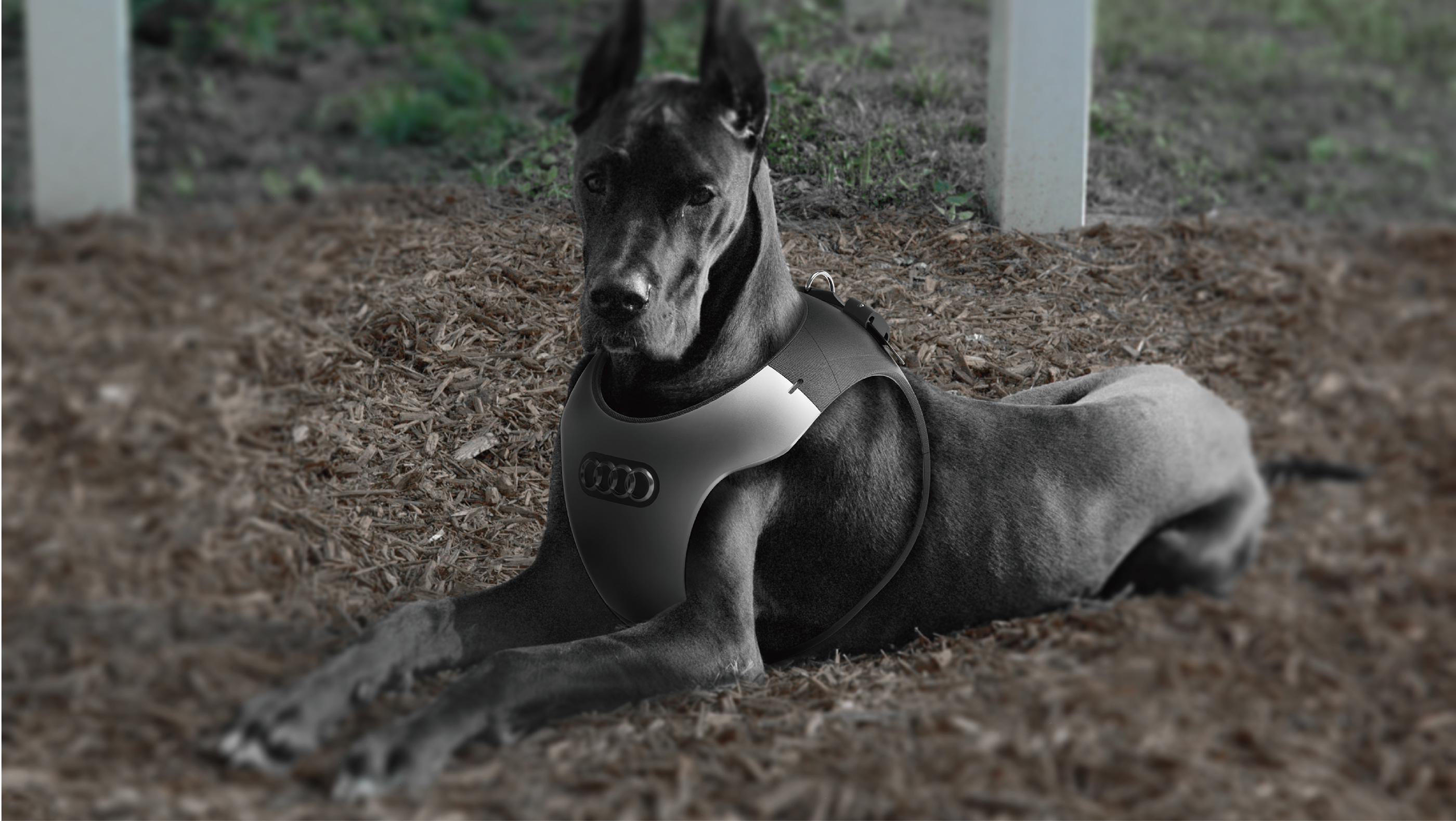 Emotionalization，dog，audi，