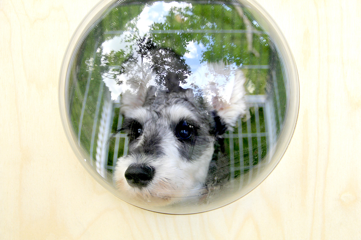 Dog Cage Design，
