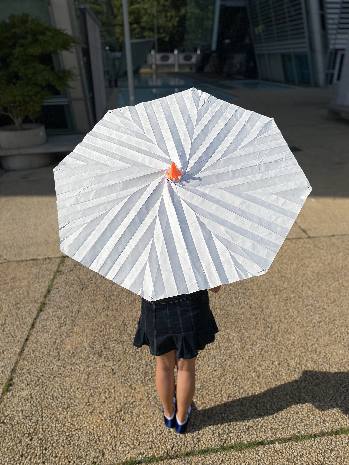 caryophyllum flower，Umbrella，Bloombrella，