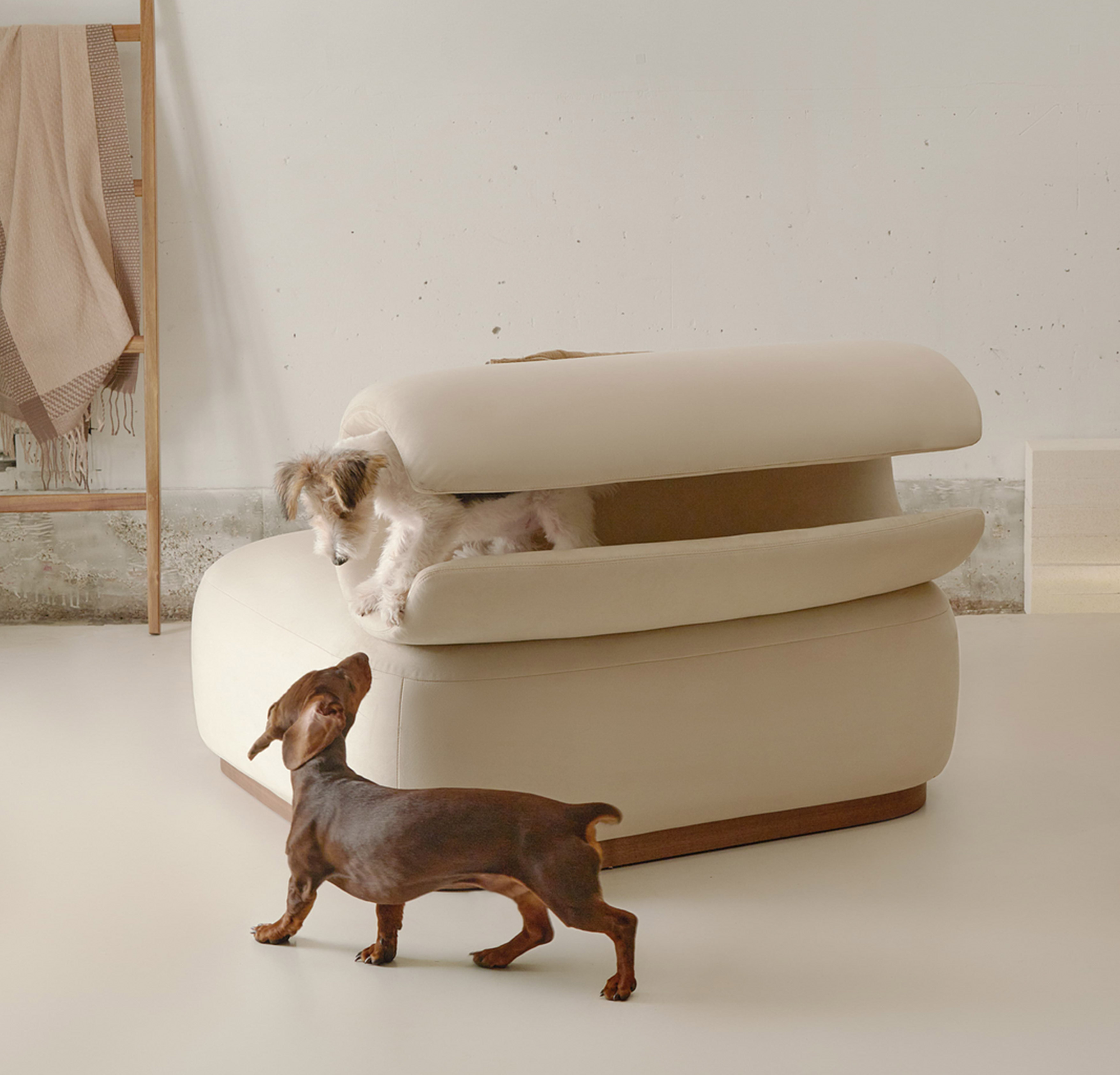 sofa，furniture，Pets，Diligent design，Pet，chair，Riikyu，