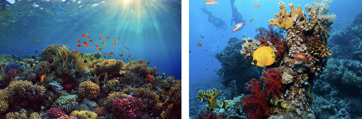 Oceanic，Oceanic，Formula N，Face cream，Formula N，Face cream，trace element，trace element，