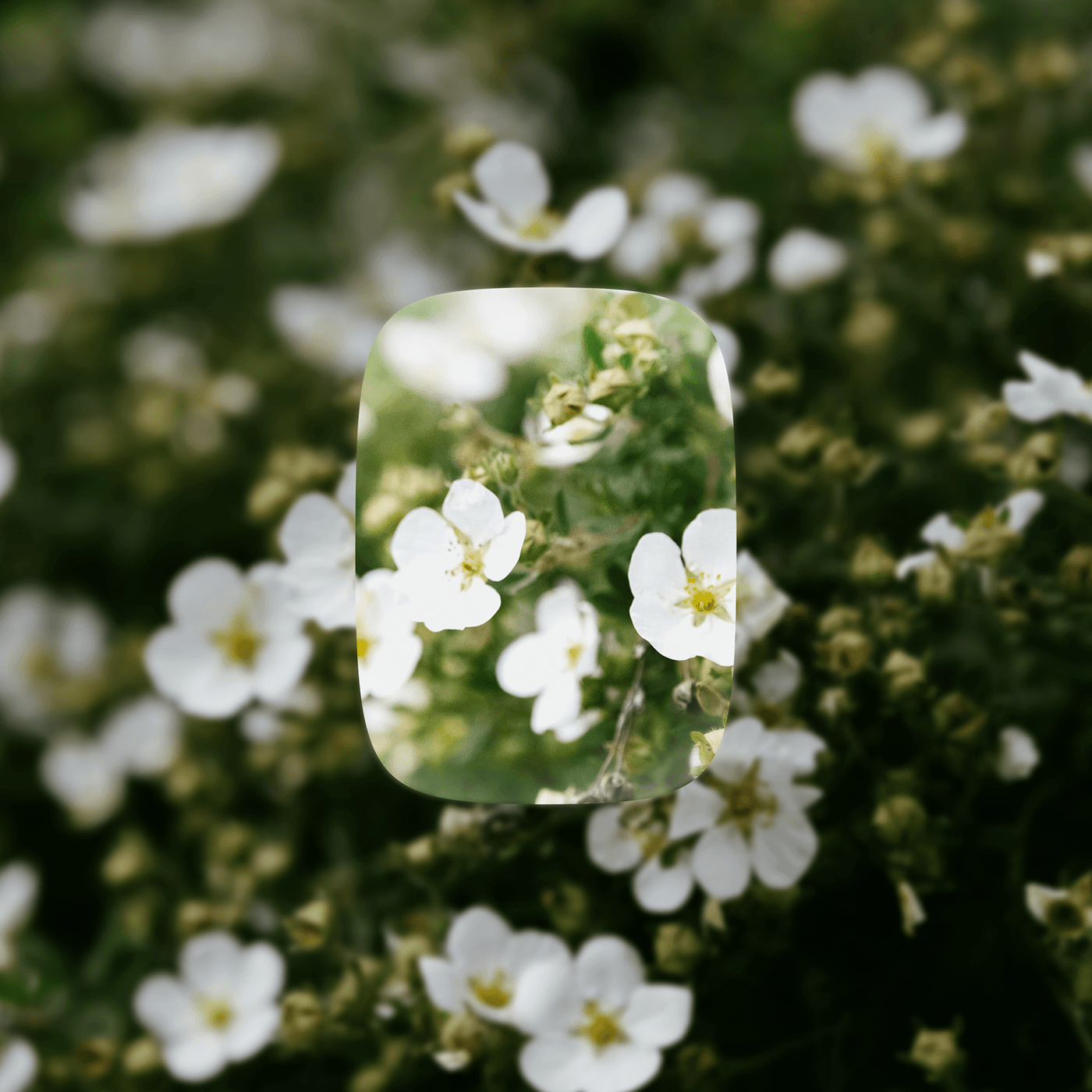 Minimalism，camera，Electronic Detox，record，