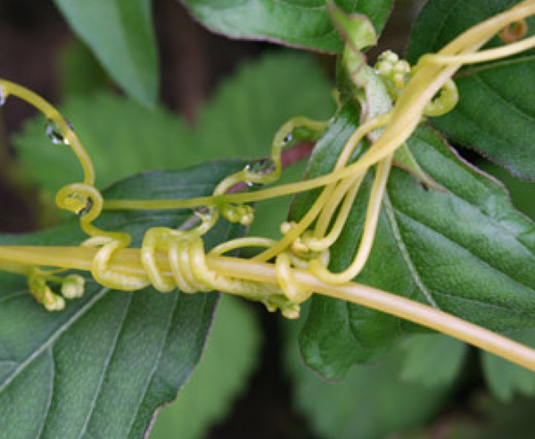 dependent light，Light and Shadow Art，energy conservation，lamps and lanterns，lighting，