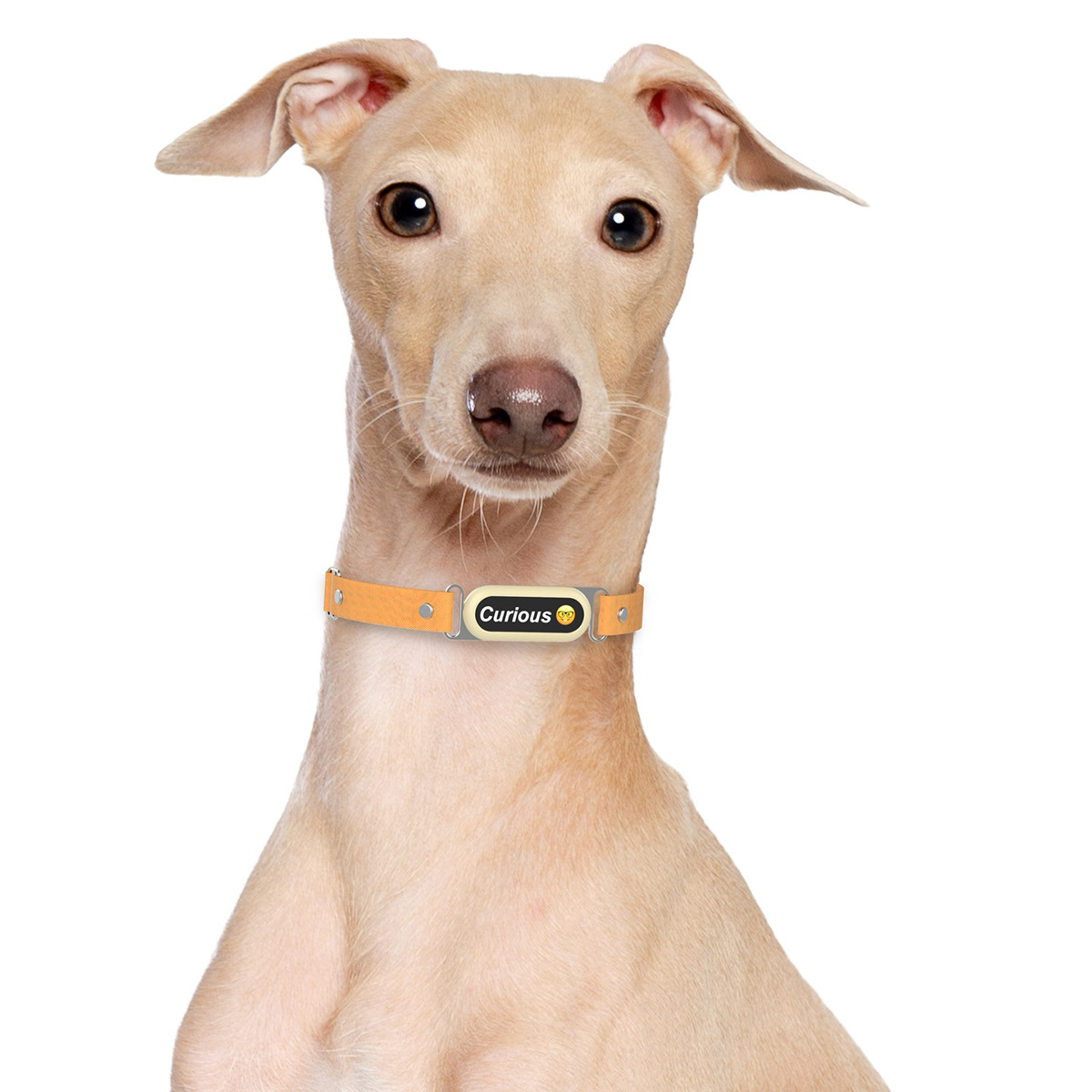 Happy Dog，Digital，intelligence，Electronic equipment，