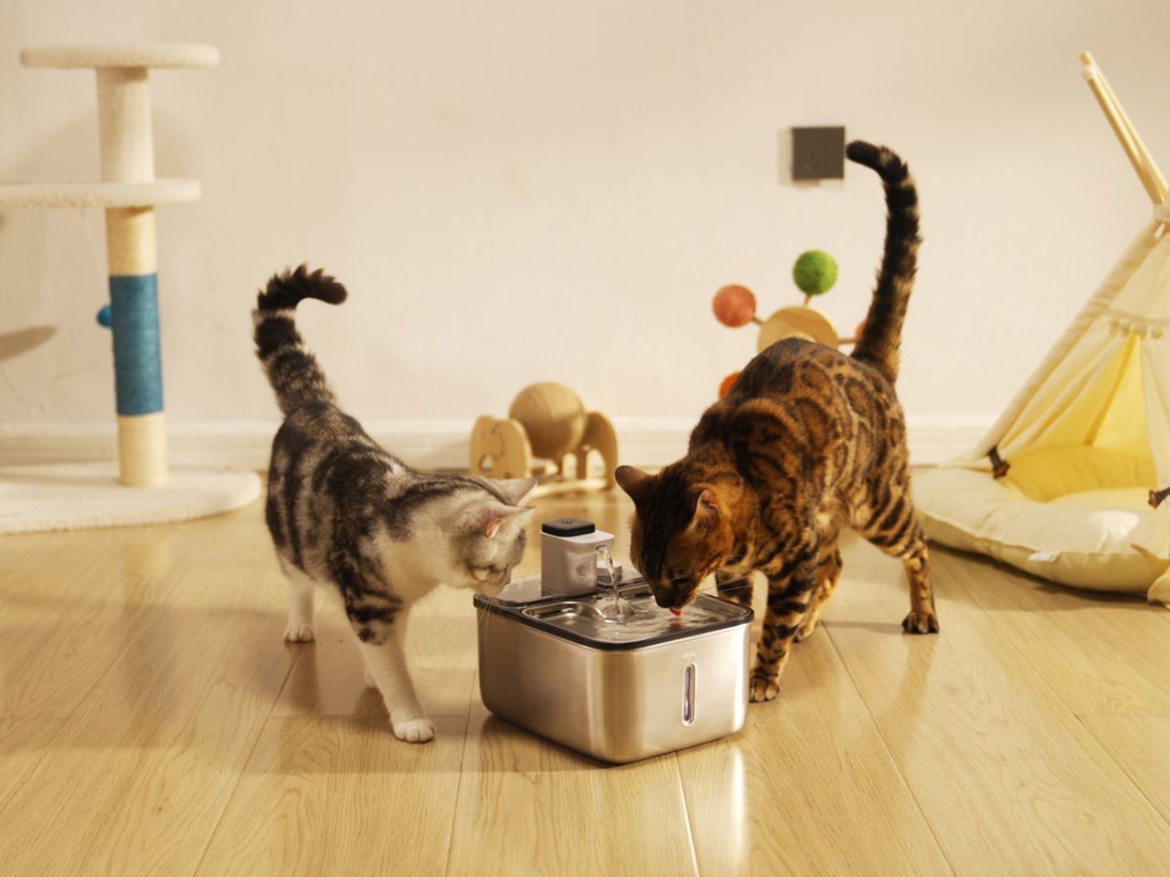 Qinliy，Pet water dispenser，Pet Supplies & Pet，Cat water dispenser，