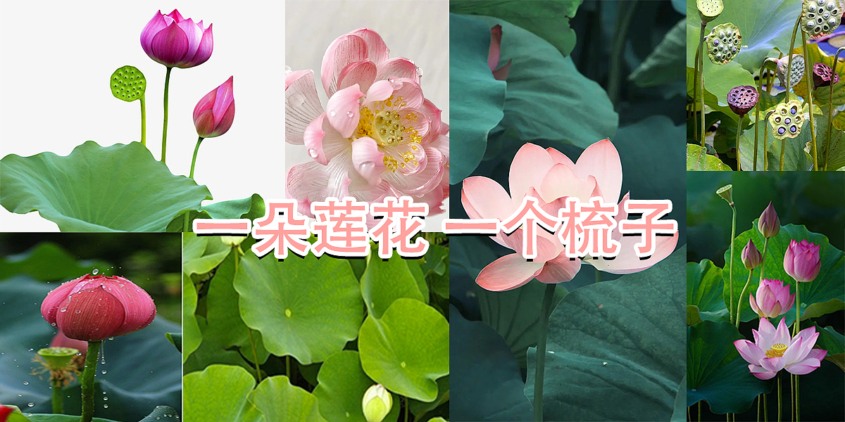 comb，massage，Lotus，intelligence，