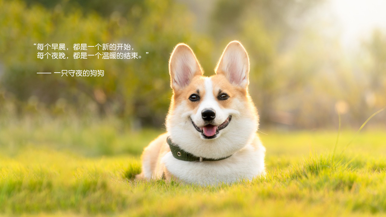 packing design，Pet products，Cat food，Logo design，online retailers，Product rendering，