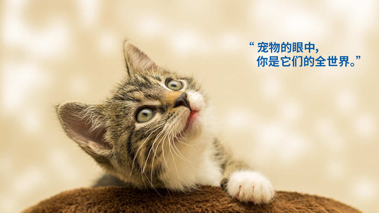 packing design，Pet products，Cat food，Logo design，online retailers，Product rendering，