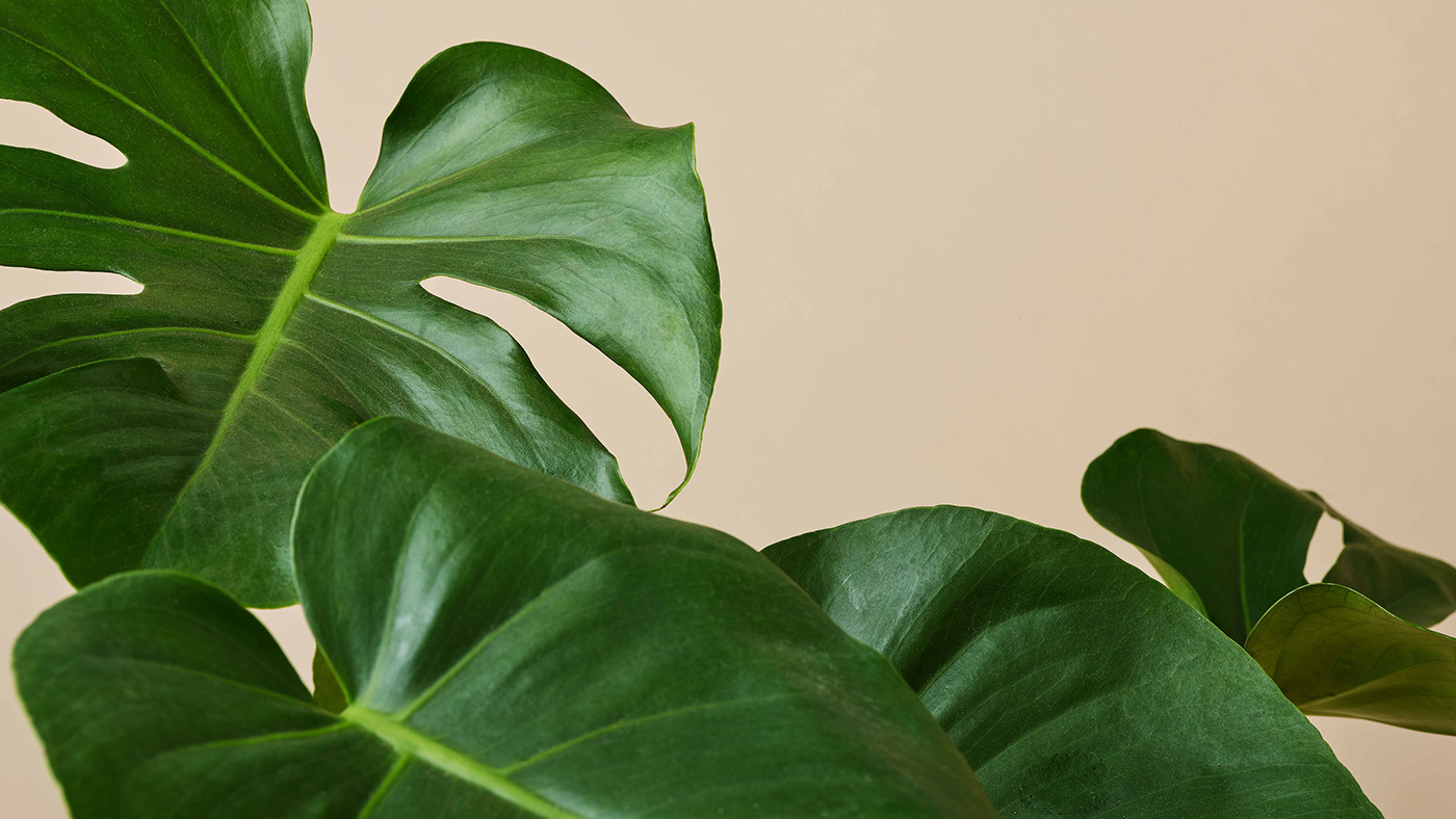 OKO，Soil sensor，Digital，electronic product，