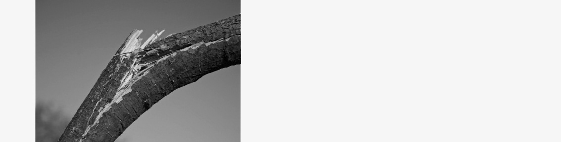 Bionics Design ，branch，Hanger design，