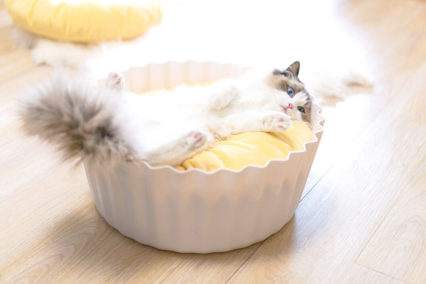 Kitty，cat，Pet Supplies & Pet，Pet surroundings，ball，small bell，Cat fighting ball，Cake，Cage drawer，Cylindrical modeling，Bamboo，steamer，