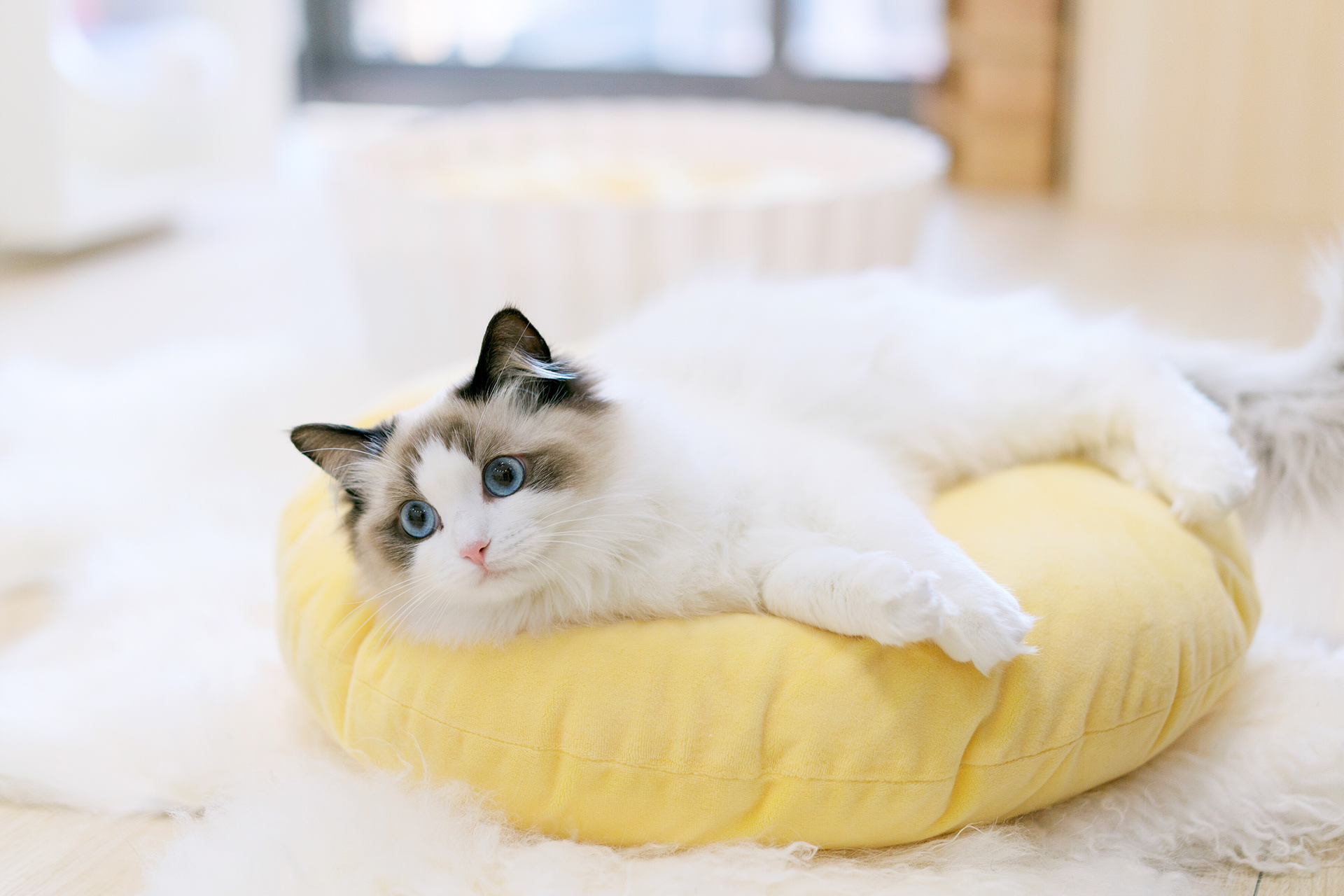 Kitty，cat，Pet Supplies & Pet，Pet surroundings，ball，small bell，Cat fighting ball，Cake，Cage drawer，Cylindrical modeling，Bamboo，steamer，