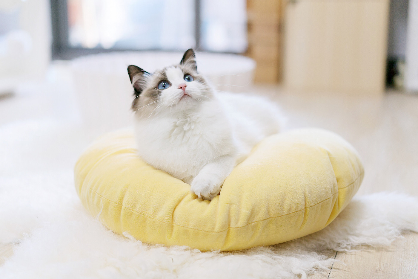 Kitty，cat，Pet Supplies & Pet，Pet surroundings，ball，small bell，Cat fighting ball，Cake，Cage drawer，Cylindrical modeling，Bamboo，steamer，