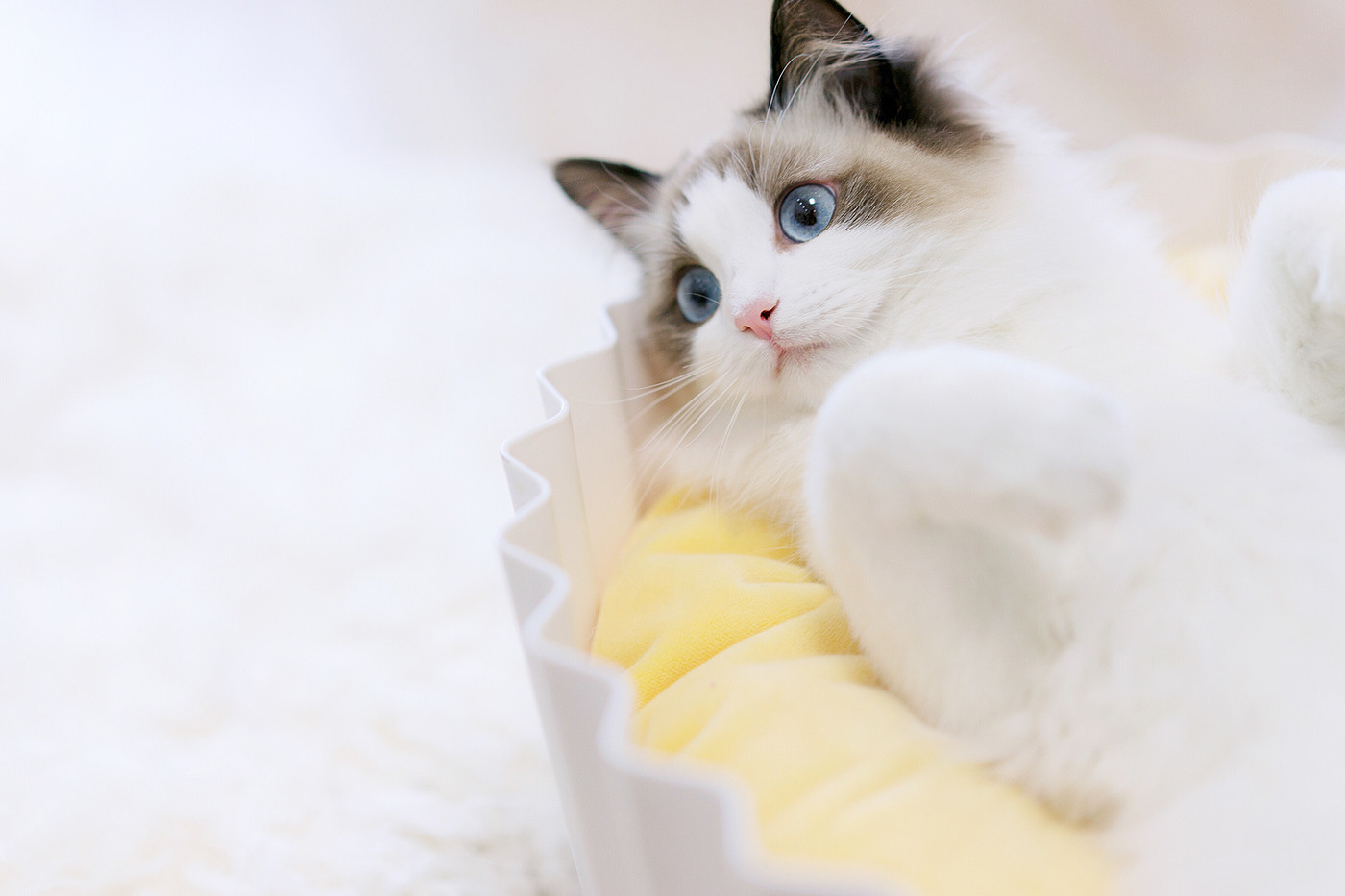 Kitty，cat，Pet Supplies & Pet，Pet surroundings，ball，small bell，Cat fighting ball，Cake，Cage drawer，Cylindrical modeling，Bamboo，steamer，