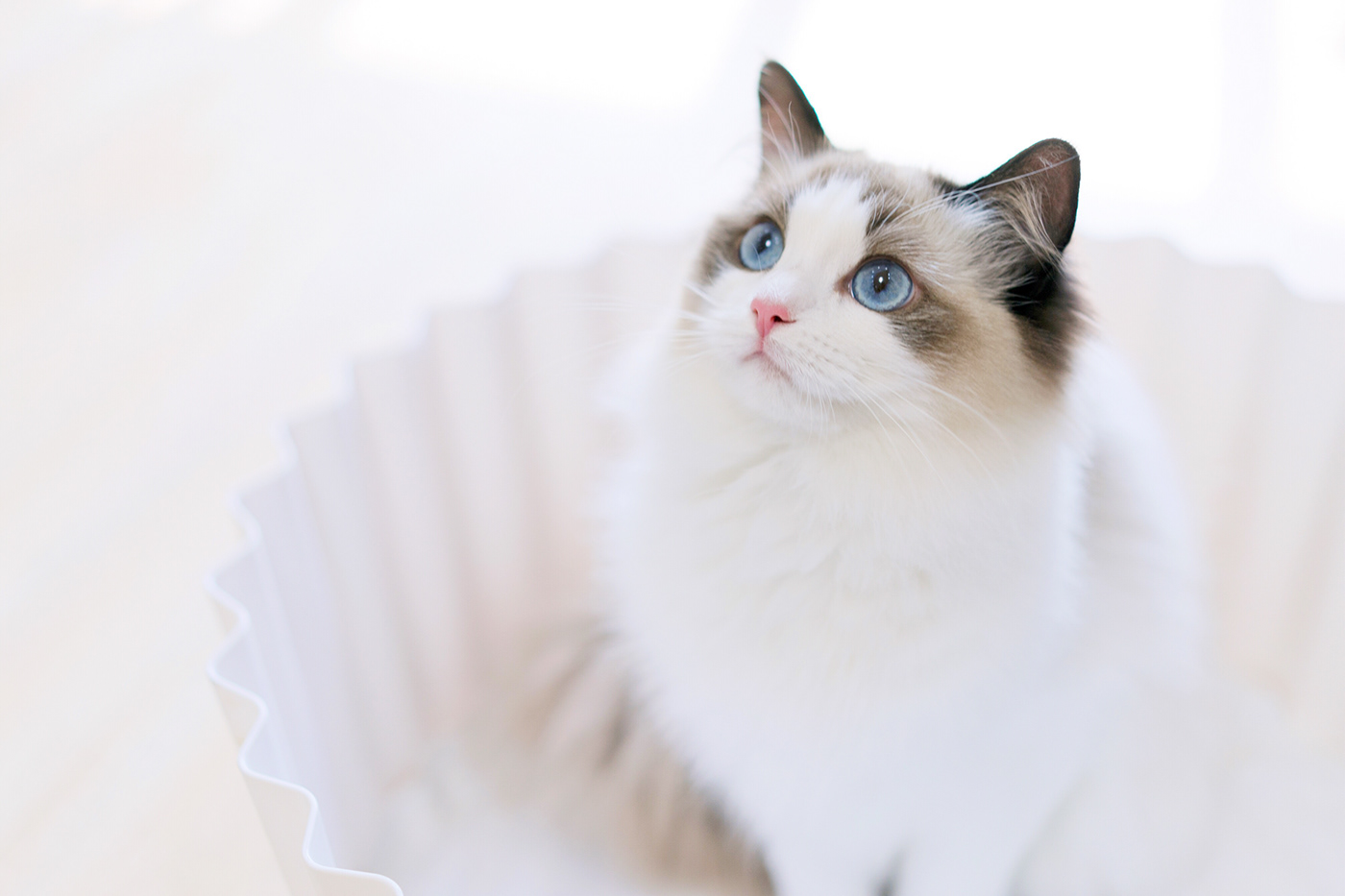 Kitty，cat，Pet Supplies & Pet，Pet surroundings，ball，small bell，Cat fighting ball，Cake，Cage drawer，Cylindrical modeling，Bamboo，steamer，