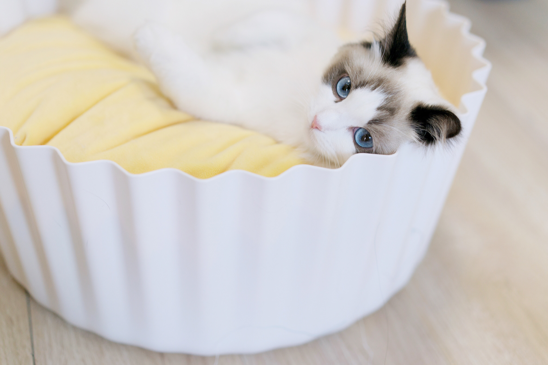 Kitty，cat，Pet Supplies & Pet，Pet surroundings，ball，small bell，Cat fighting ball，Cake，Cage drawer，Cylindrical modeling，Bamboo，steamer，