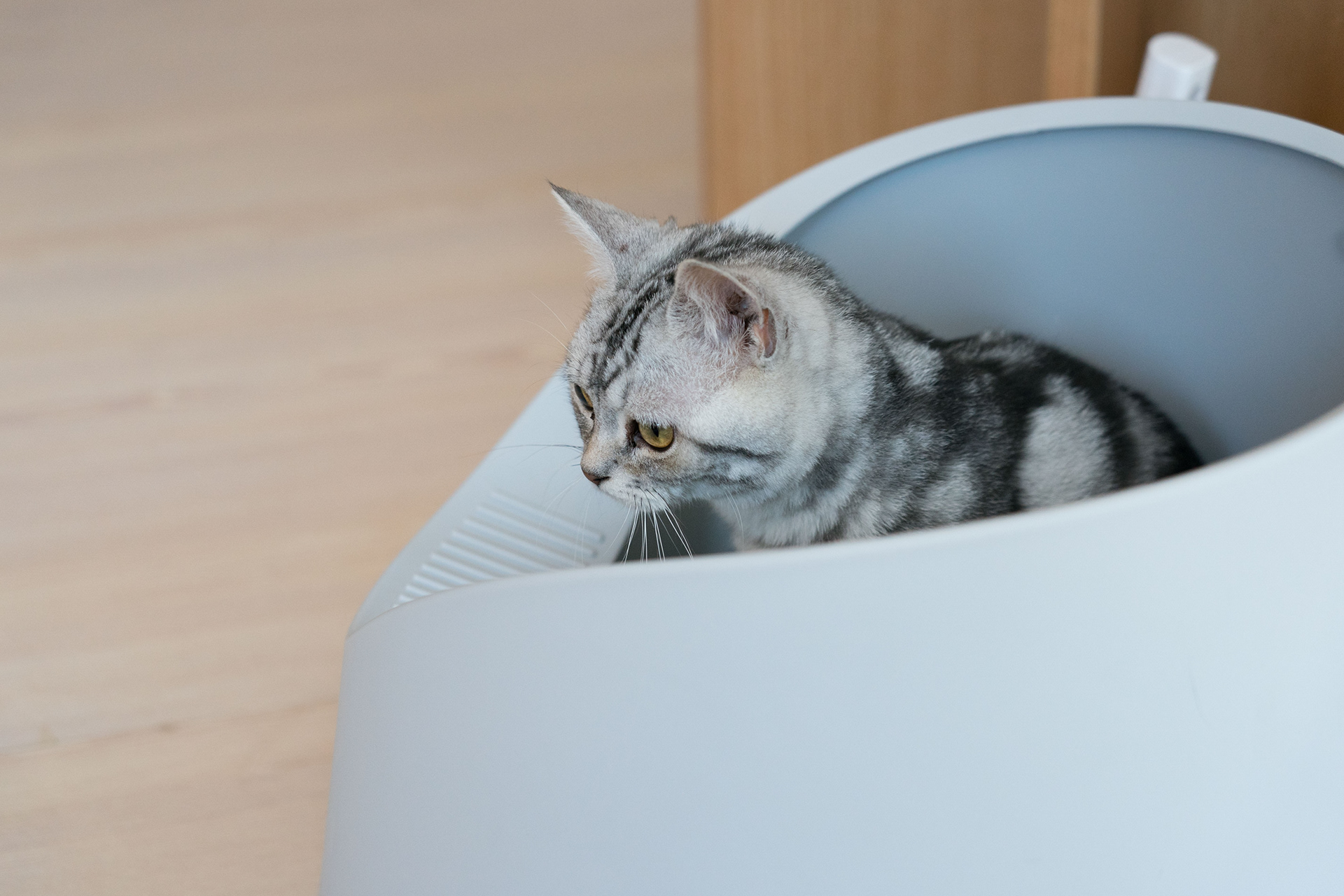 Kitty，cat，Pet Supplies & Pet，Pet surroundings，ball，small bell，Cat fighting ball，Cake，Cage drawer，Cylindrical modeling，Bamboo，steamer，