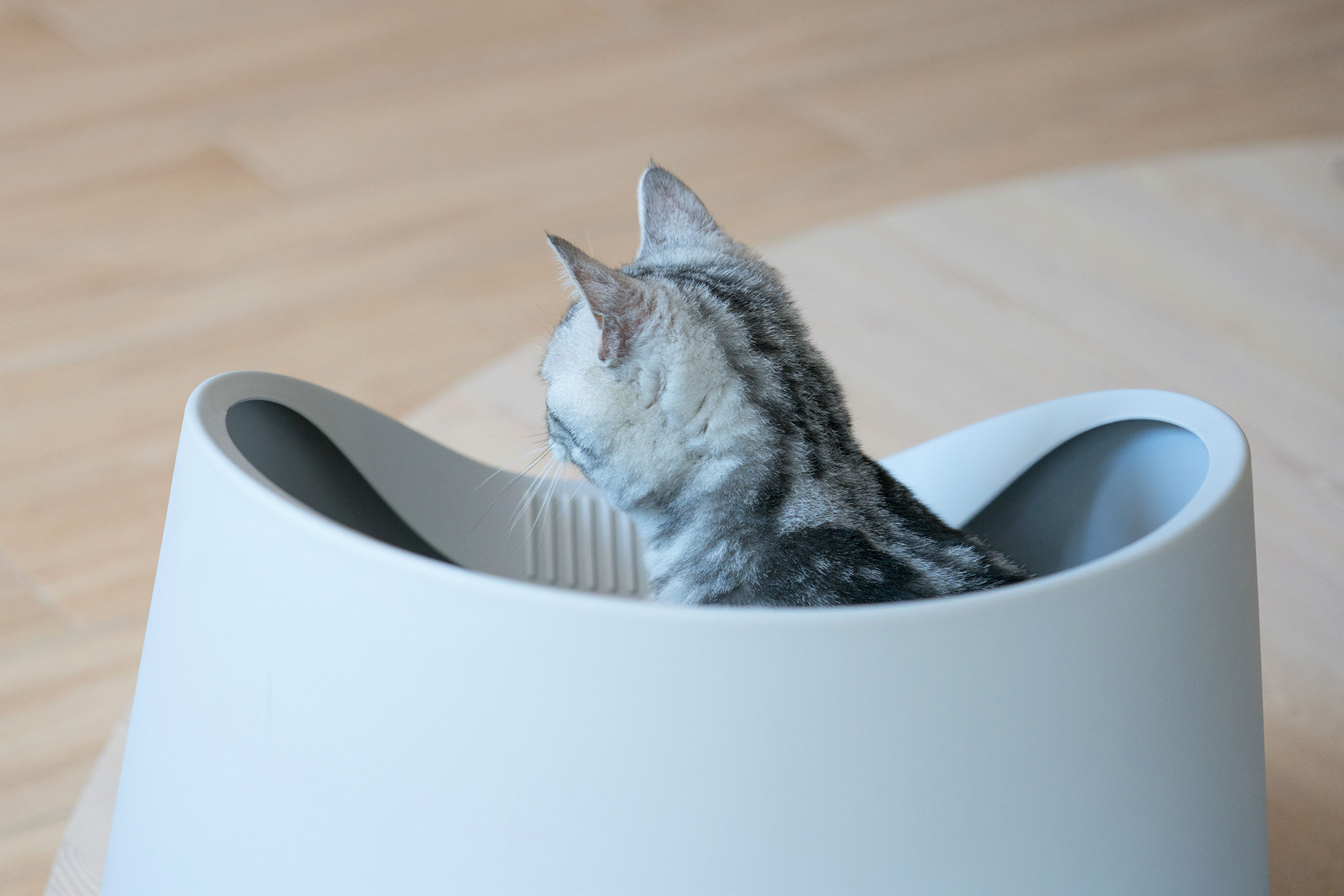 Kitty，cat，Pet Supplies & Pet，Pet surroundings，ball，small bell，Cat fighting ball，Cake，Cage drawer，Cylindrical modeling，Bamboo，steamer，