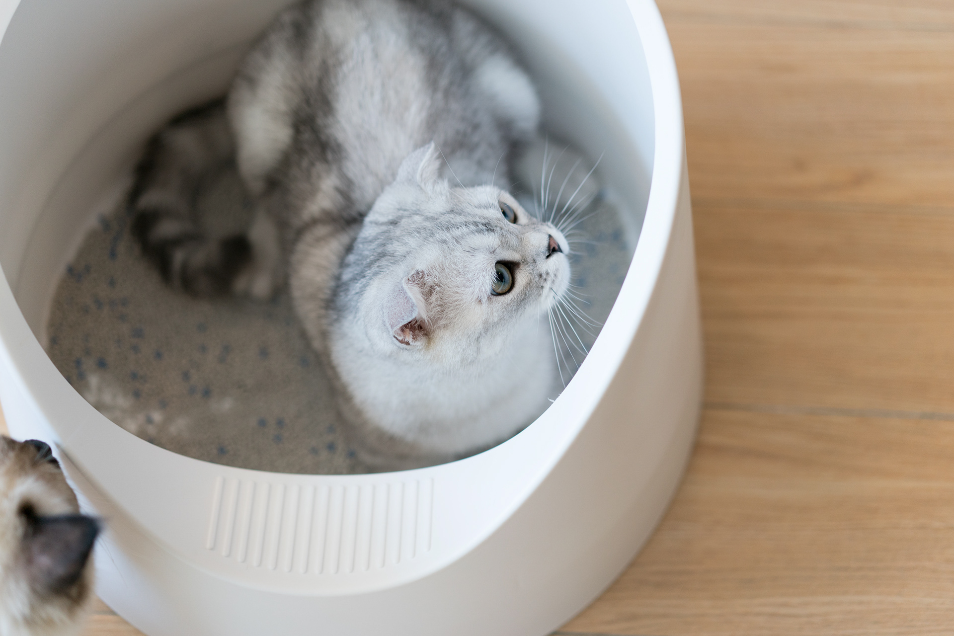 Kitty，cat，Pet Supplies & Pet，Pet surroundings，ball，small bell，Cat fighting ball，Cake，Cage drawer，Cylindrical modeling，Bamboo，steamer，