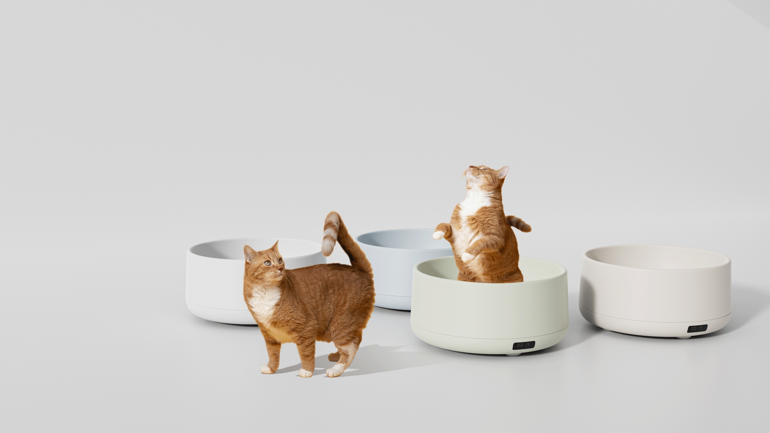 Pets，Cat nest，weight，